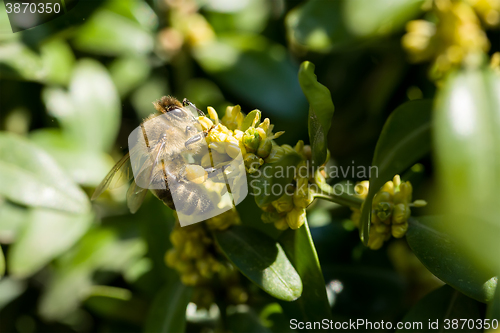 Image of Honeybee on yellow flowers closeup