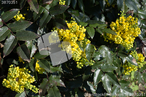 Image of Oregon Grape (Mahonia aquifolium)