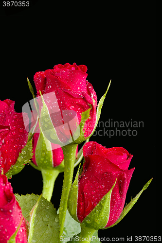 Image of fresh red rose on black