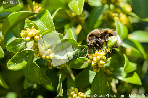 Image of bumble-bee on yellow flowers closeup