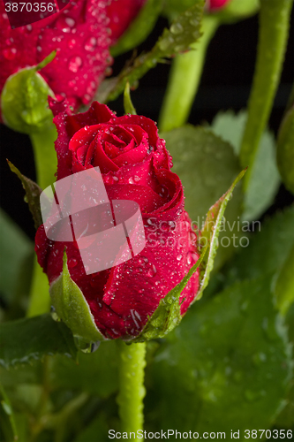 Image of fresh red rose