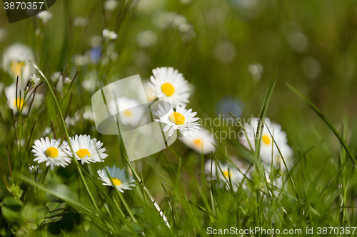 Image of small daisy flower