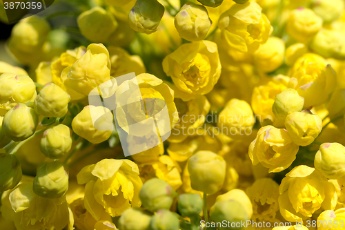 Image of Oregon Grape (Mahonia aquifolium)