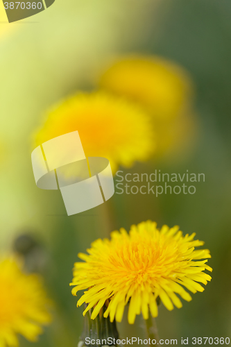 Image of Yellow dandelion on a green background