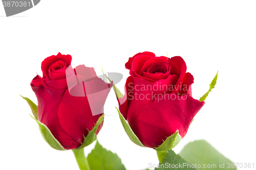 Image of Bouquet of fresh red roses