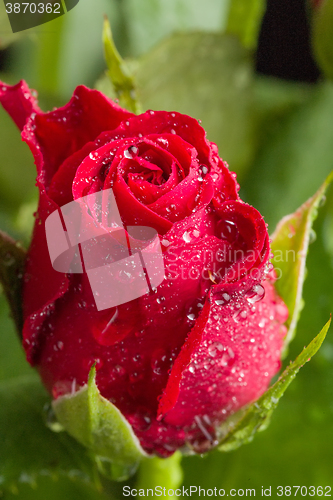 Image of fresh red rose