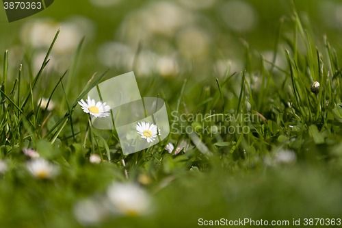 Image of small daisy flower