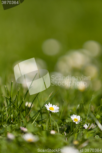 Image of small daisy flower