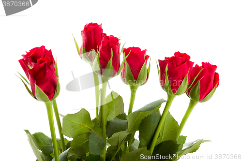 Image of Bouquet of fresh red roses