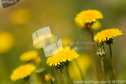 Image of Yellow dandelion on a green background