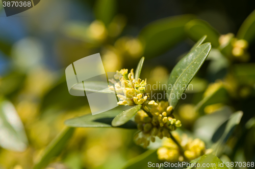 Image of Green spring background with shallow focus