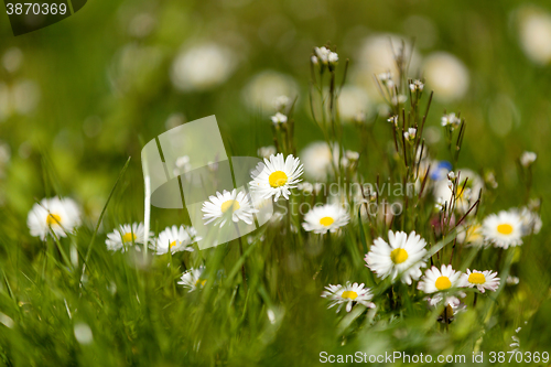 Image of small daisy flower