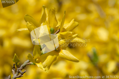 Image of Yellow blossoms of forsythia 