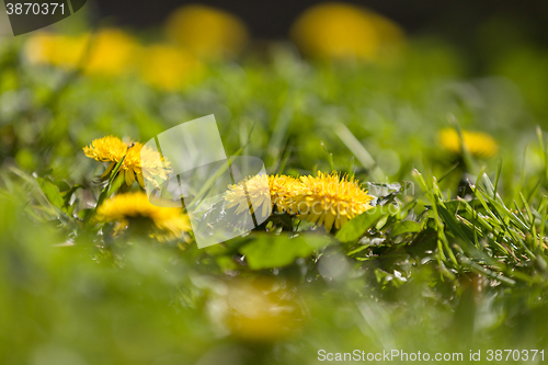 Image of Yellow dandelion on a green background