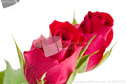 Image of Bouquet of fresh red roses