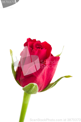 Image of fresh red rose