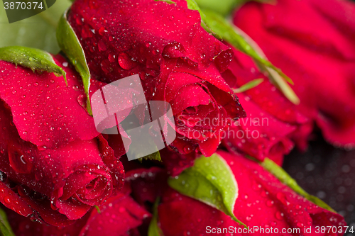 Image of fresh red rose