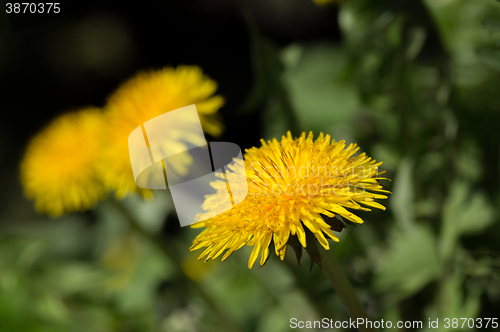 Image of Yellow dandelion on a green background