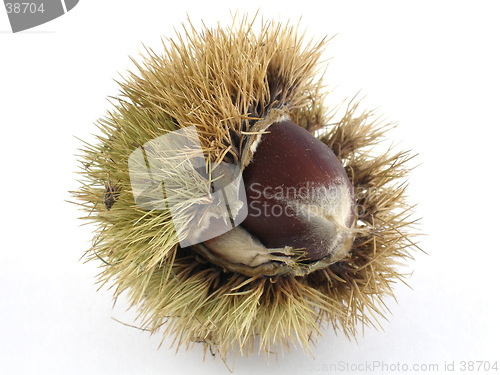 Image of Chestnut