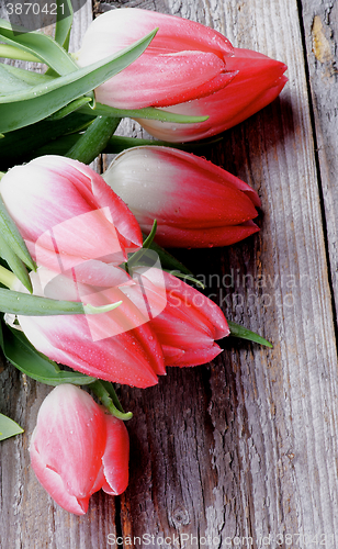 Image of Magenta Spring Tulips