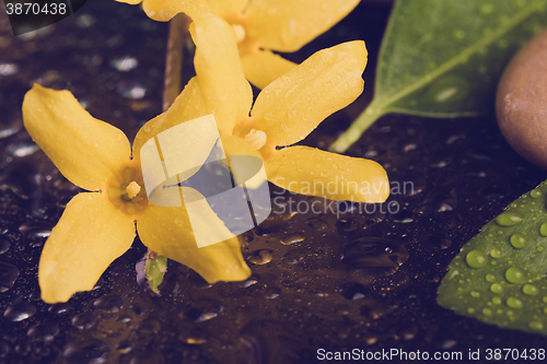 Image of pebbles and yellow flower on black with water drops