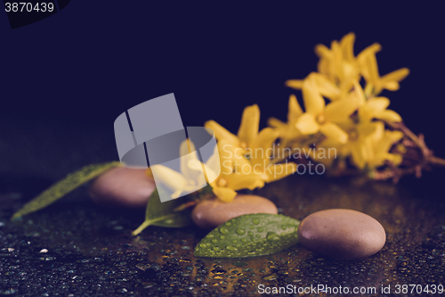 Image of pebbles and yellow flower on black with water drops