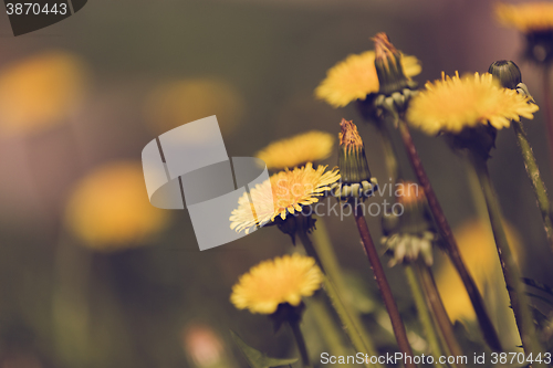 Image of Yellow dandelion retro color