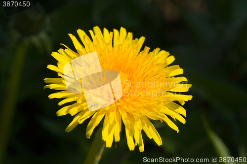 Image of Yellow dandelion on a green background