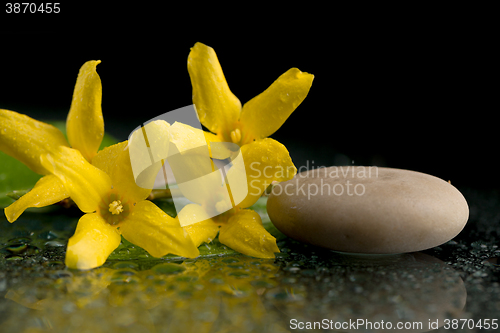 Image of pebbles and yellow flower on black with water drops