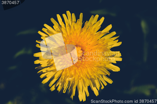 Image of Yellow dandelion retro color