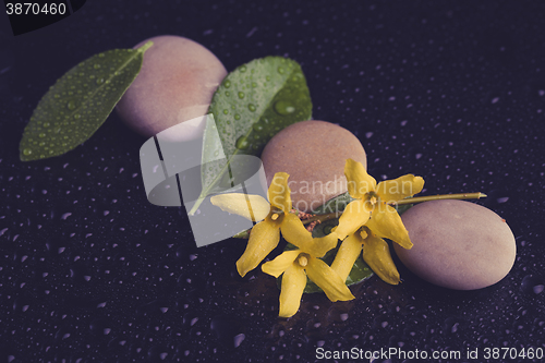 Image of pebbles and yellow flower on black with water drops