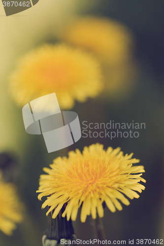 Image of Yellow dandelion retro color