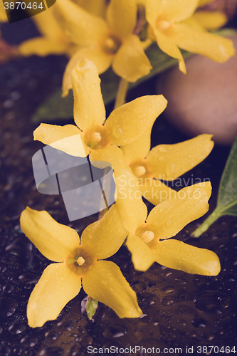 Image of pebbles and yellow flower on black with water drops
