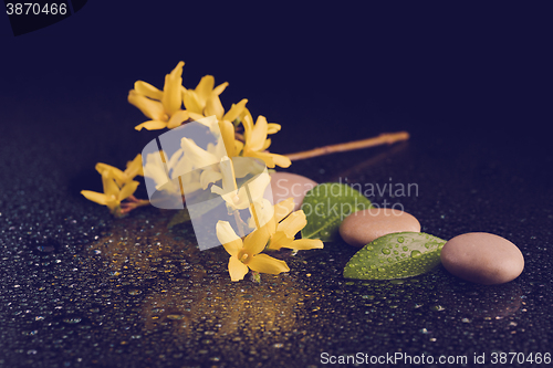 Image of pebbles and yellow flower on black with water drops