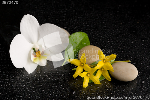 Image of zen stones with orchid flower on black