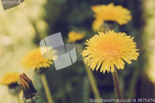 Image of Yellow dandelion retro color