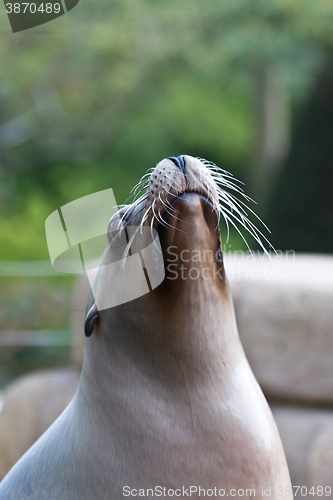 Image of Pinniped- seal 