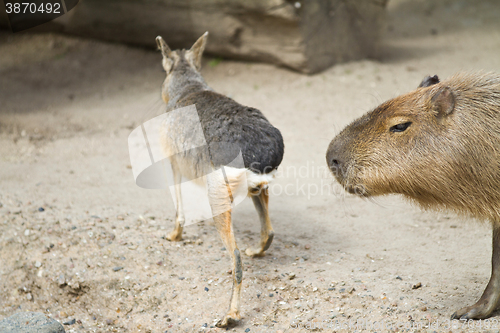 Image of capybara