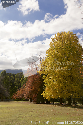 Image of Autumn Trees