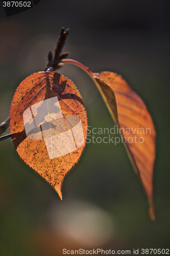 Image of Leaf in the sunlight