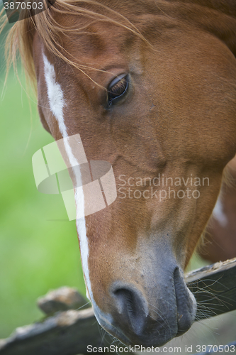 Image of Brown Horse