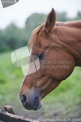 Image of Brown Horse