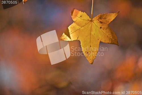 Image of Autumn Leaf