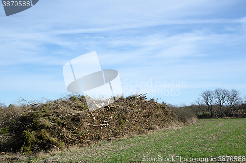 Image of Wood pile ready for chipping