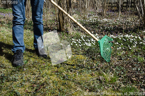 Image of Gardener with a green rake at spring