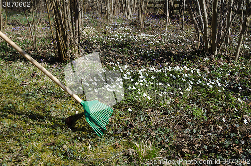 Image of Raking dry leaves among flowers at spring