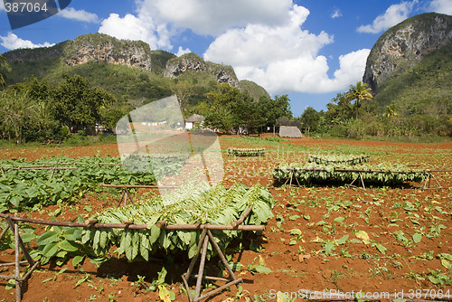 Image of tobacco