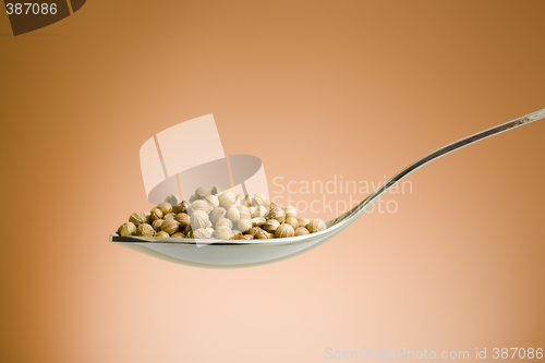 Image of Spoon filled with coriander seeds