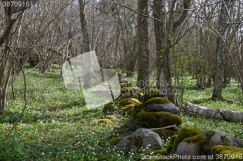 Image of Mossy stone wall at spring