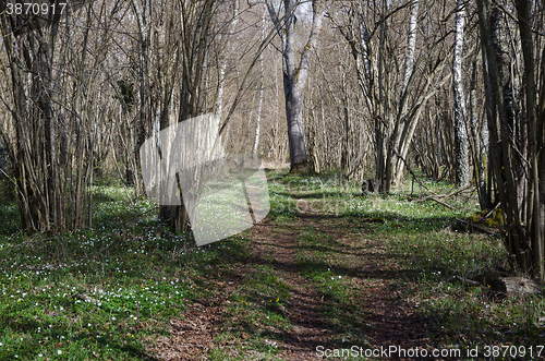 Image of Tracks in a deciduous forest at spring